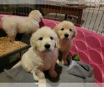 Small Photo #16 English Cream Golden Retriever Puppy For Sale in APPLE VALLEY, CA, USA