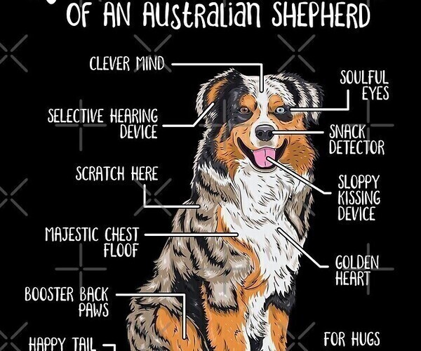 Medium Photo #21 Australian Shepherd Puppy For Sale in SYLVA, NC, USA