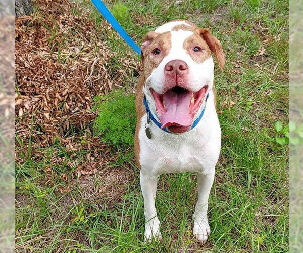 Medium Photo #3 American Pit Bull Terrier Puppy For Sale in Ocala, FL, USA