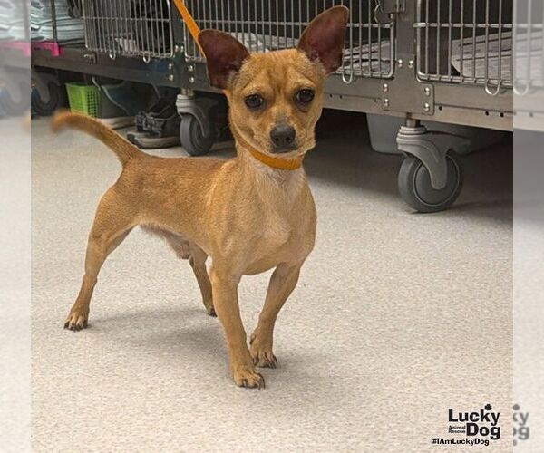 Medium Photo #2 Chihuahua-Unknown Mix Puppy For Sale in Washington, DC, USA