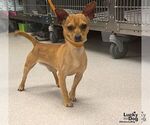 Small #1 Chihuahua Mix