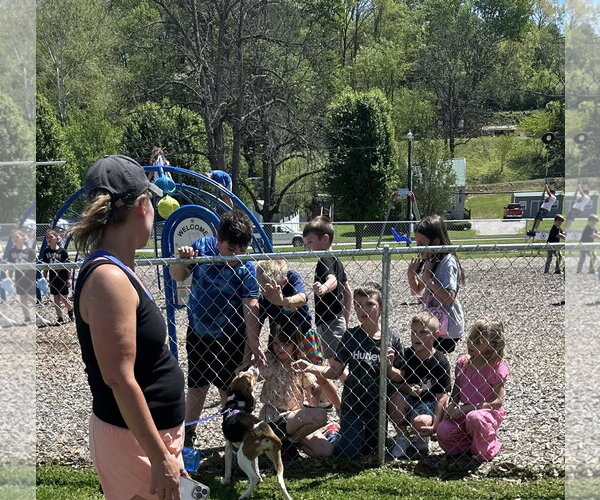 Medium Photo #8 Mutt Puppy For Sale in Westwood, NJ, USA