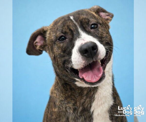 Medium Photo #1 Mutt Puppy For Sale in Washington, DC, USA