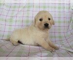 Small Photo #2 English Cream Golden Retriever Puppy For Sale in SHILOH, OH, USA
