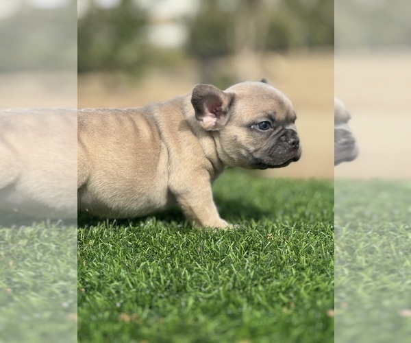 Medium Photo #21 French Bulldog Puppy For Sale in WEST HOLLYWOOD, CA, USA