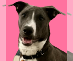 Small #29 American Pit Bull Terrier Mix