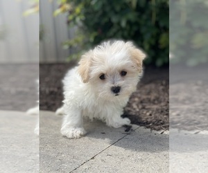 Maltipoo Puppy for sale in CANOGA, NY, USA