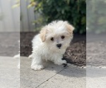 Image preview for Ad Listing. Nickname: Milo