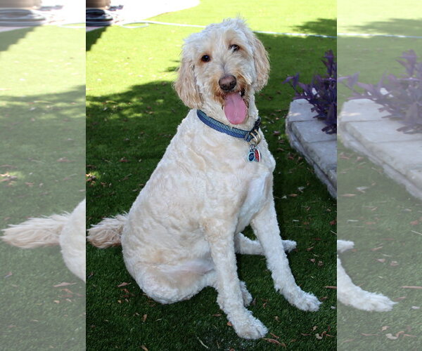 Medium Photo #10 Goldendoodle Puppy For Sale in Glendale , AZ, USA