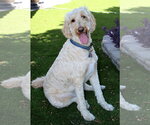 Small #9 Goldendoodle