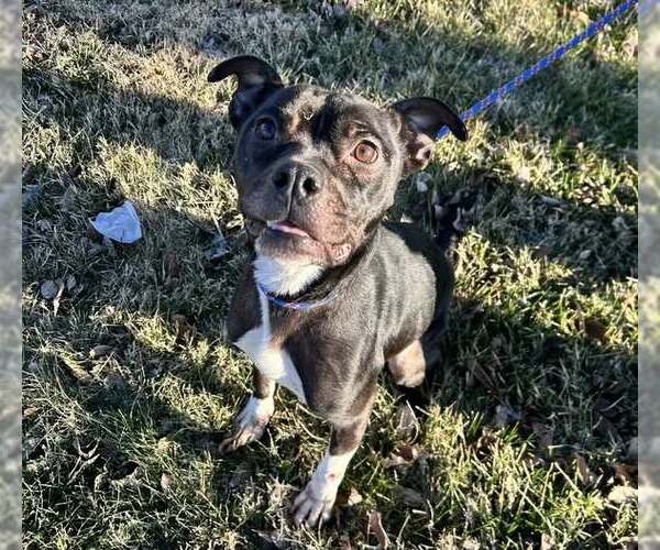 Medium Photo #3 Mutt Puppy For Sale in Louisville, KY, USA