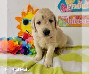 Goldendoodle Puppy for sale in ALTUS, OK, USA