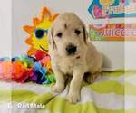 Small Photo #1 Goldendoodle Puppy For Sale in ALTUS, OK, USA
