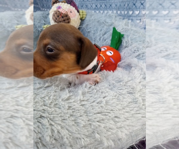 Medium Photo #6 Dachshund Puppy For Sale in COFFEYVILLE, KS, USA