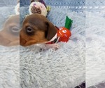 Small Photo #6 Dachshund Puppy For Sale in COFFEYVILLE, KS, USA