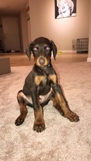 Doberman Pinscher Puppy for sale in SAN DIEGO, CA, USA
