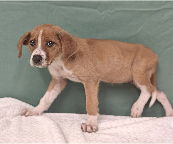 Medium Photo #1 Mutt Puppy For Sale in Royal Palm Beach, FL, USA