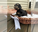 Small #9 YorkiePoo