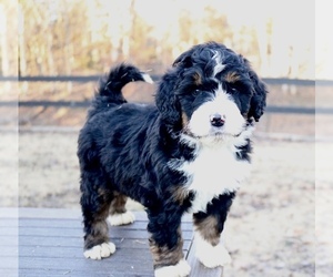 Bernedoodle Puppy for Sale in KNOB NOSTER, Missouri USA