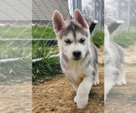 Small Photo #11 Siberian Husky Puppy For Sale in BLOOMFIELD, KY, USA