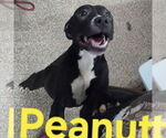 Small American Pit Bull Terrier Mix