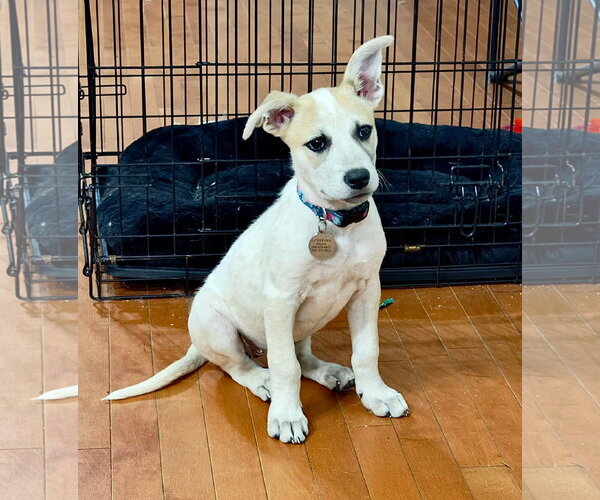 Medium Photo #1 Mutt Puppy For Sale in Rockville, MD, USA