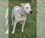 Small #13 Labrador Retriever
