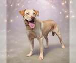 Small #2 Retriever  Mix