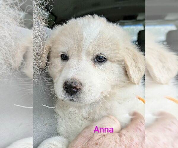 Medium Photo #1 Golden Pyrenees Puppy For Sale in Aurora, IN, USA