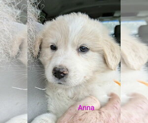 Golden Pyrenees Dogs for adoption in Aurora, IN, USA