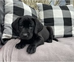 Puppy Boo Labrador Retriever