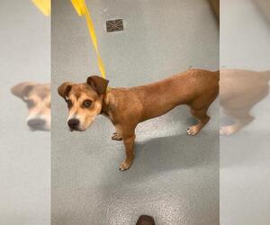 Basset Hound-Unknown Mix Dogs for adoption in Baytown, TX, USA