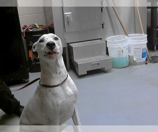 Medium Photo #1 Mutt Puppy For Sale in Fayetteville, NC, USA