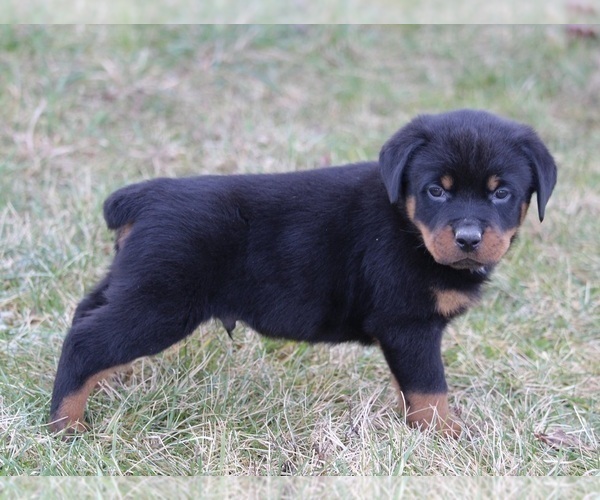 Medium Photo #7 Rottweiler Puppy For Sale in FREDERICKSBURG, OH, USA