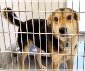 German Shepherd Dog-Unknown Mix Dogs for adoption in Houston, TX, USA
