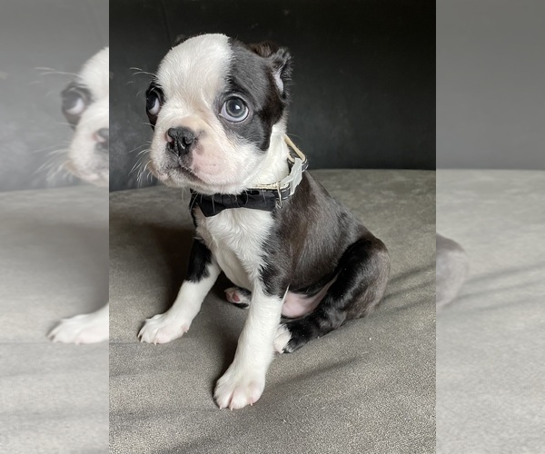 Medium Photo #1 Boston Terrier Puppy For Sale in ABILENE, TX, USA