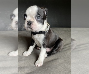 Boston Terrier Puppy for Sale in ABILENE, Texas USA