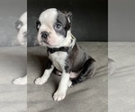 Small Boston Terrier