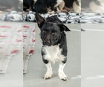 Small #3 Mutt