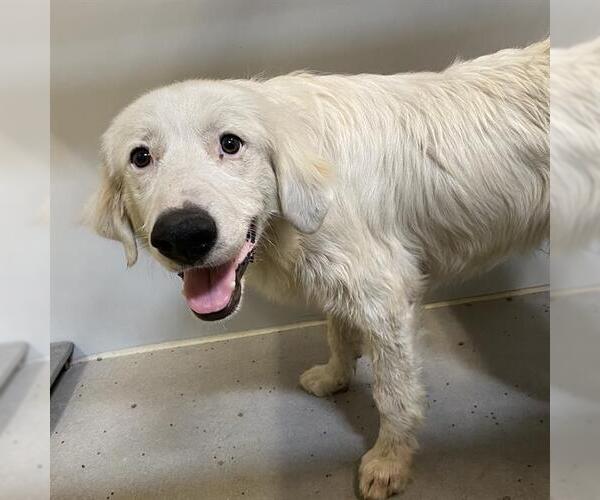 Medium Photo #1 Great Pyrenees Puppy For Sale in Modesto, CA, USA