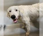 Small Great Pyrenees