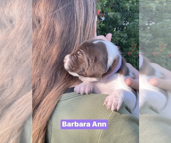 Medium Photo #3 Pointer Puppy For Sale in SACRAMENTO, CA, USA