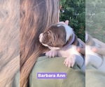 Small Photo #32 Pointer Puppy For Sale in SACRAMENTO, CA, USA