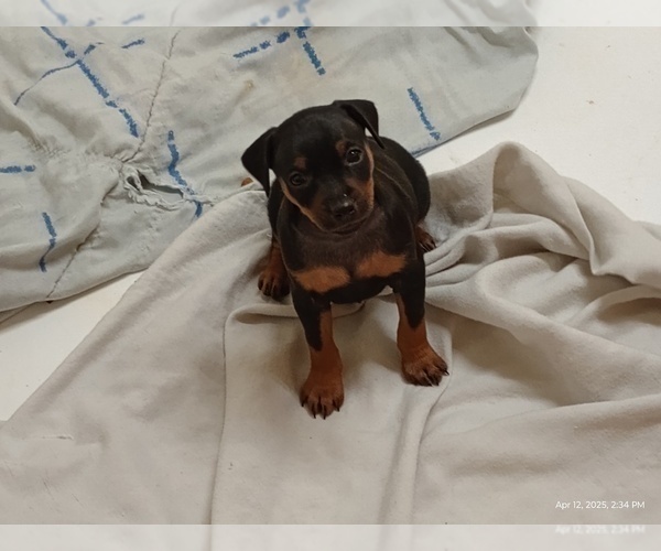 Medium Photo #3 Miniature Pinscher Puppy For Sale in BENSON, AZ, USA