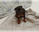 Small #1 Miniature Pinscher