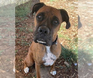 Boxer-Unknown Mix Dogs for adoption in Denver, CO, USA