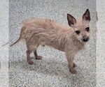 Small #3 Chihuahua Mix