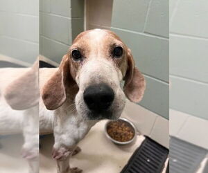 Mutt Dogs for adoption in Webster, WI, USA