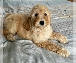Small Photo #10 Goldendoodle Puppy For Sale in PENSACOLA, FL, USA