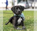 Small Labrador Retriever Mix